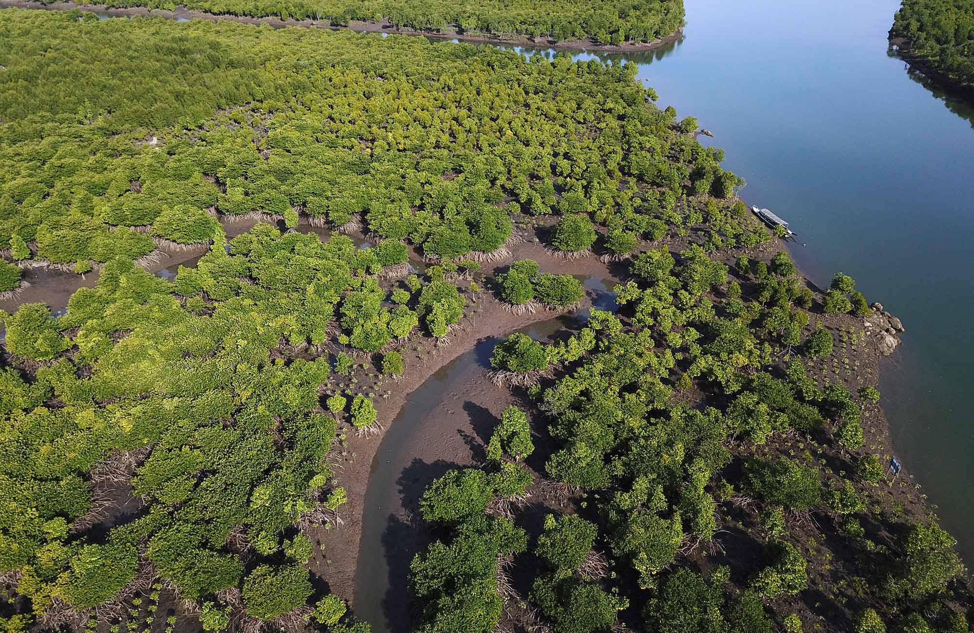 mangrover i myanmar sedda från helikopter