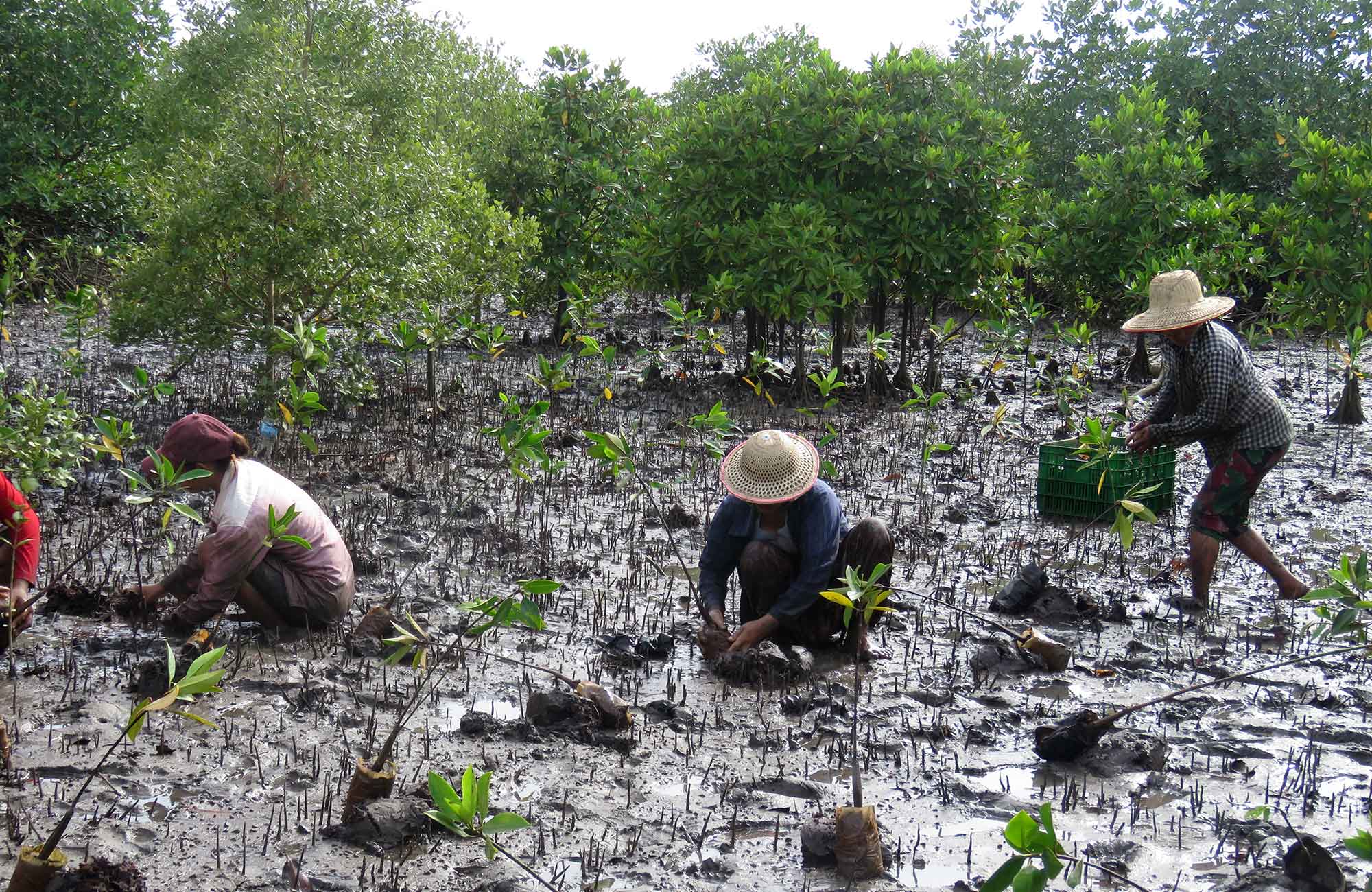 plantering av nya mangrover i myanmar