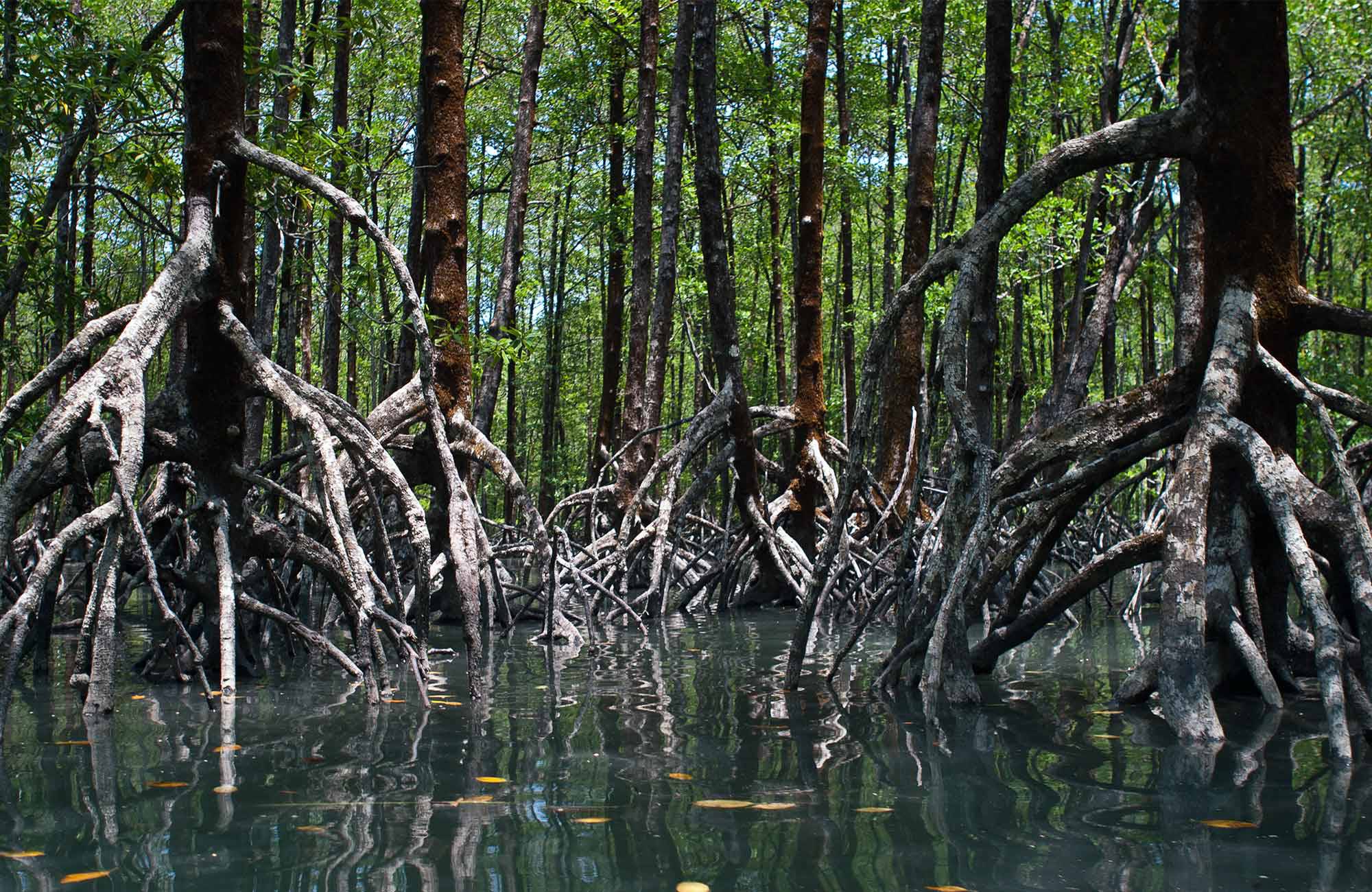 mangroveskog i myanmar