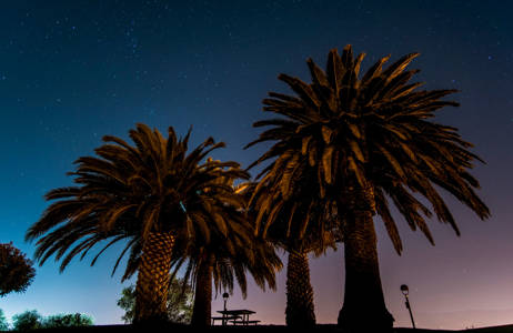 Palm Trees At Santa Barbara City College Usa