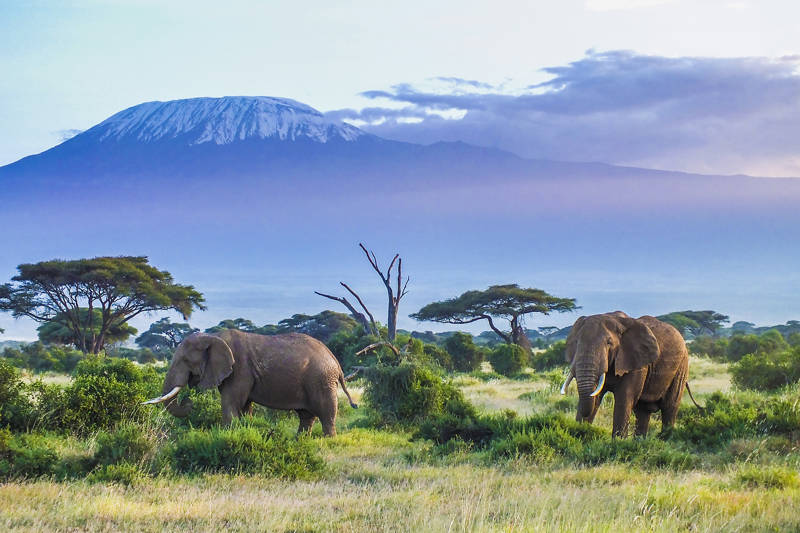 Two adult elephants in a green savannah grassland, with the big Mount Kilimanjaro in the background.