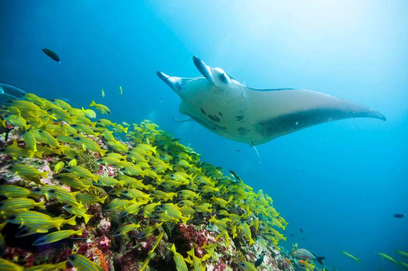 Manta Ray with lot's of colourful little fish in the ocean surrounding Fiji