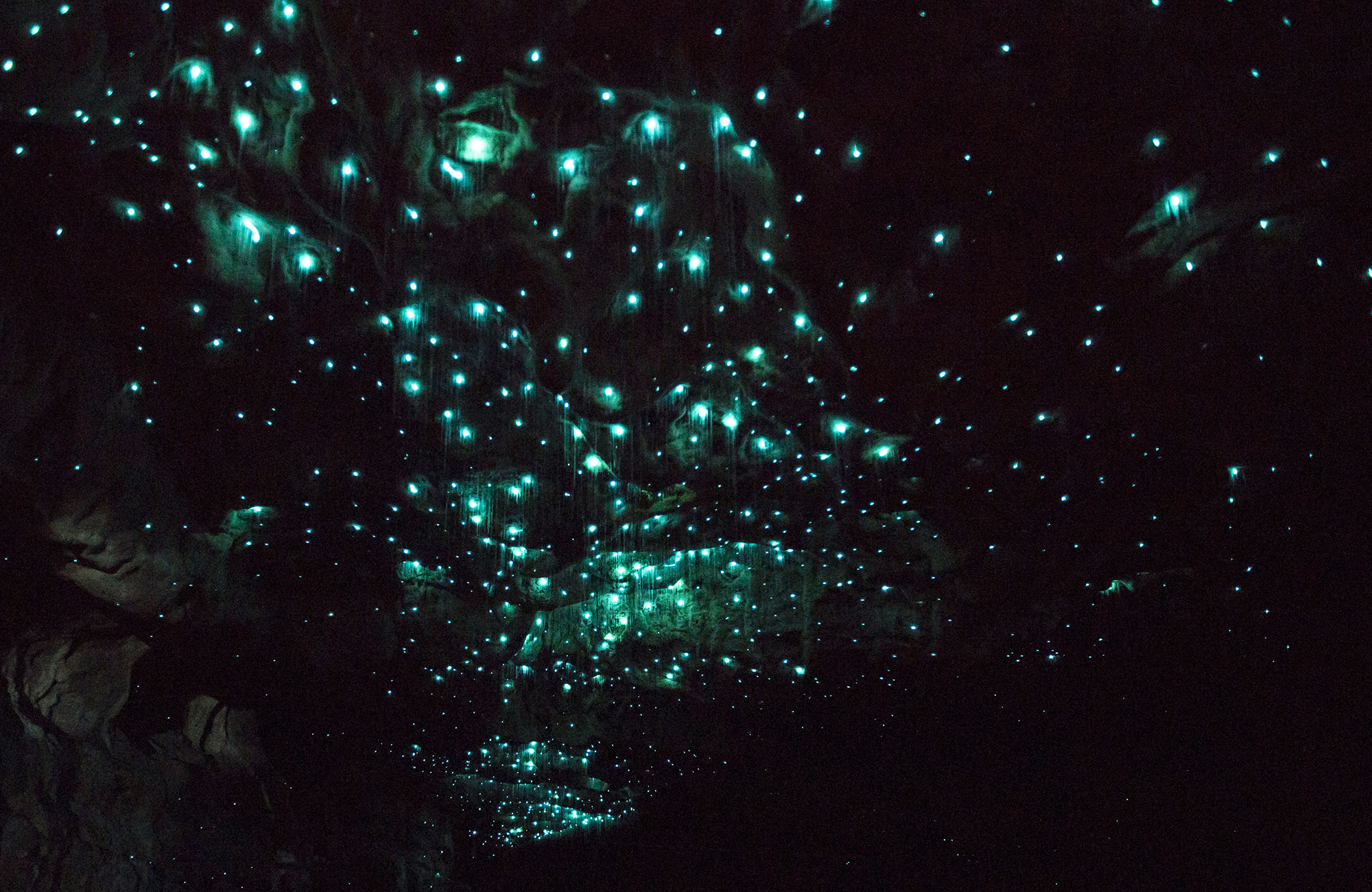 Sevärdheter i Nya Zeeland - Waitomo Glow Caves