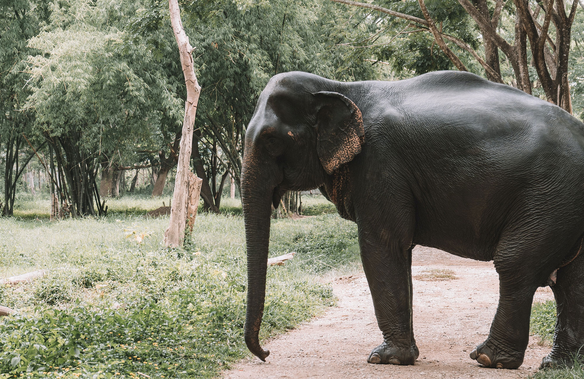 Fiskebåt på stranden i Hua Hin