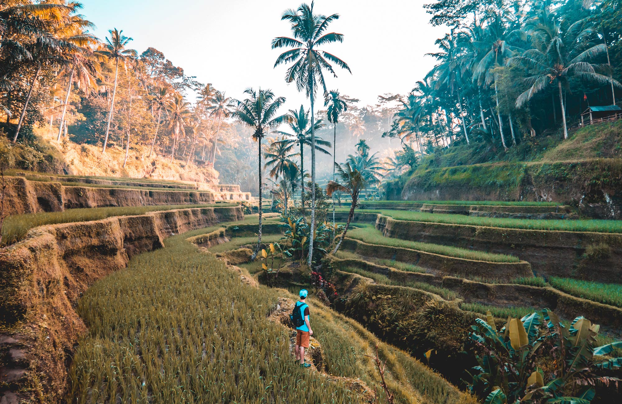 guy standing by ricefields