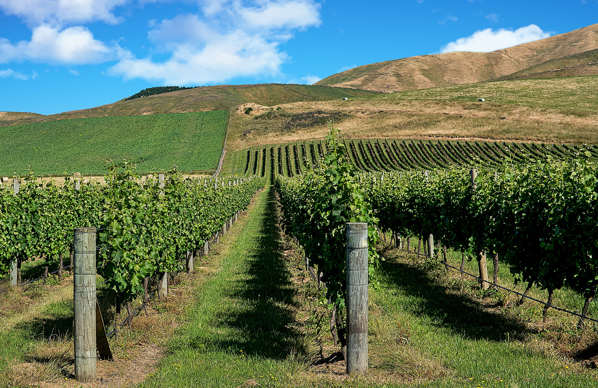 Sevärdheter i Nya Zeeland - Vingårdar