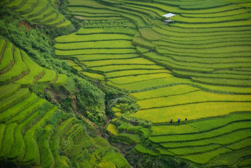 Bright green rice terraces in Sapa, Vietnam
