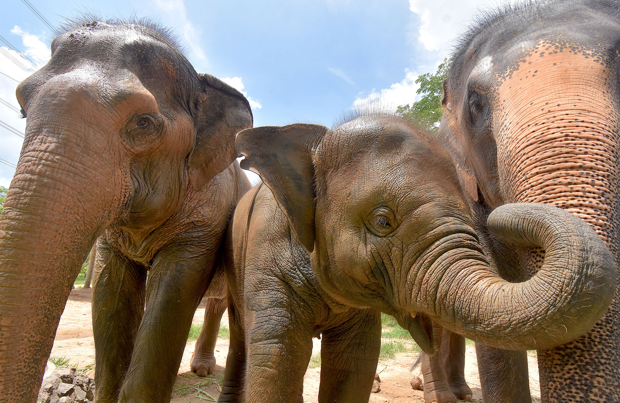 Volunteering Thailand Elephant Refuge Three Elephants