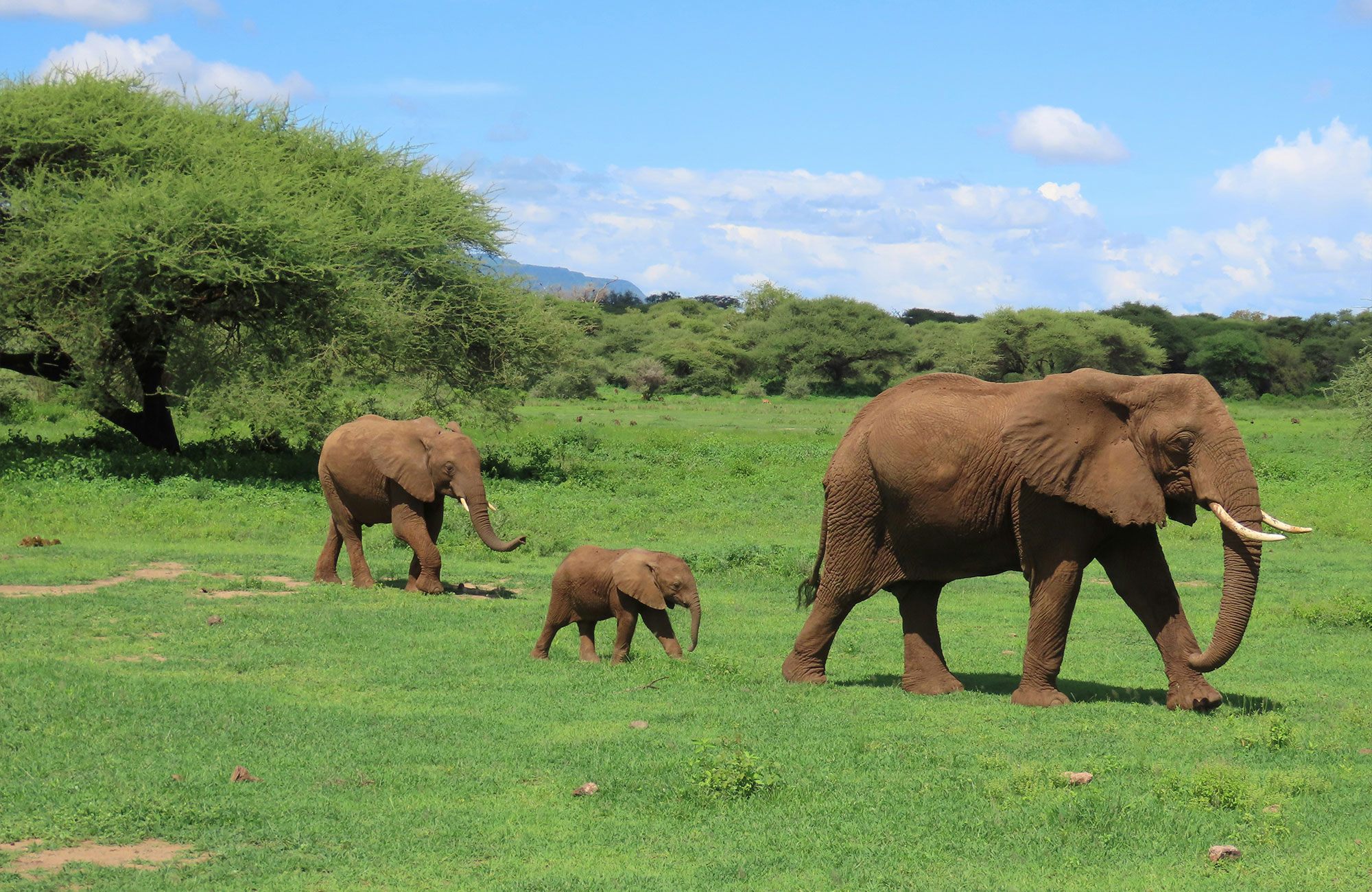 Safaritur i Serengeti