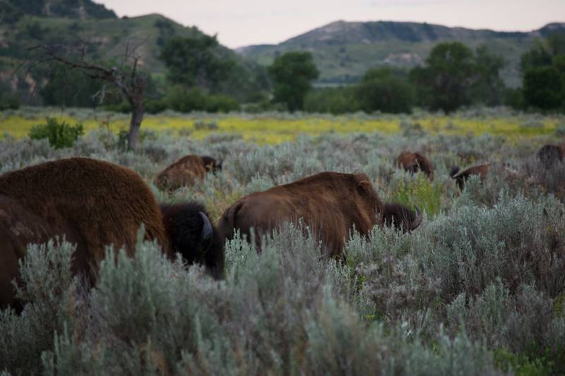 Bisons in Theodore Roosevelt National Park in North Dakota