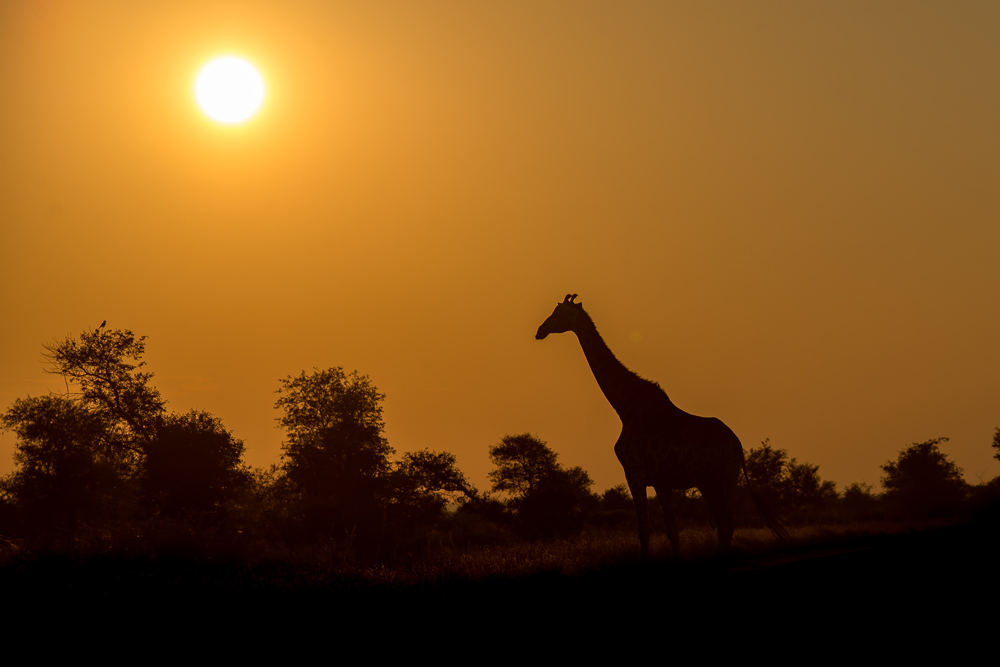 En flock elefanter vid en vattenkälla i Krugerparken i Sydafrika.
