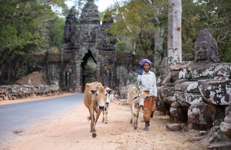 Farmer walking with cows in front of a temple in Cambodia