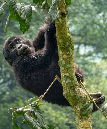 En silverryggad golirra på gorillasafari i Uganda.