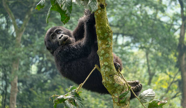 Trekking Mountain Gorillas Uganda