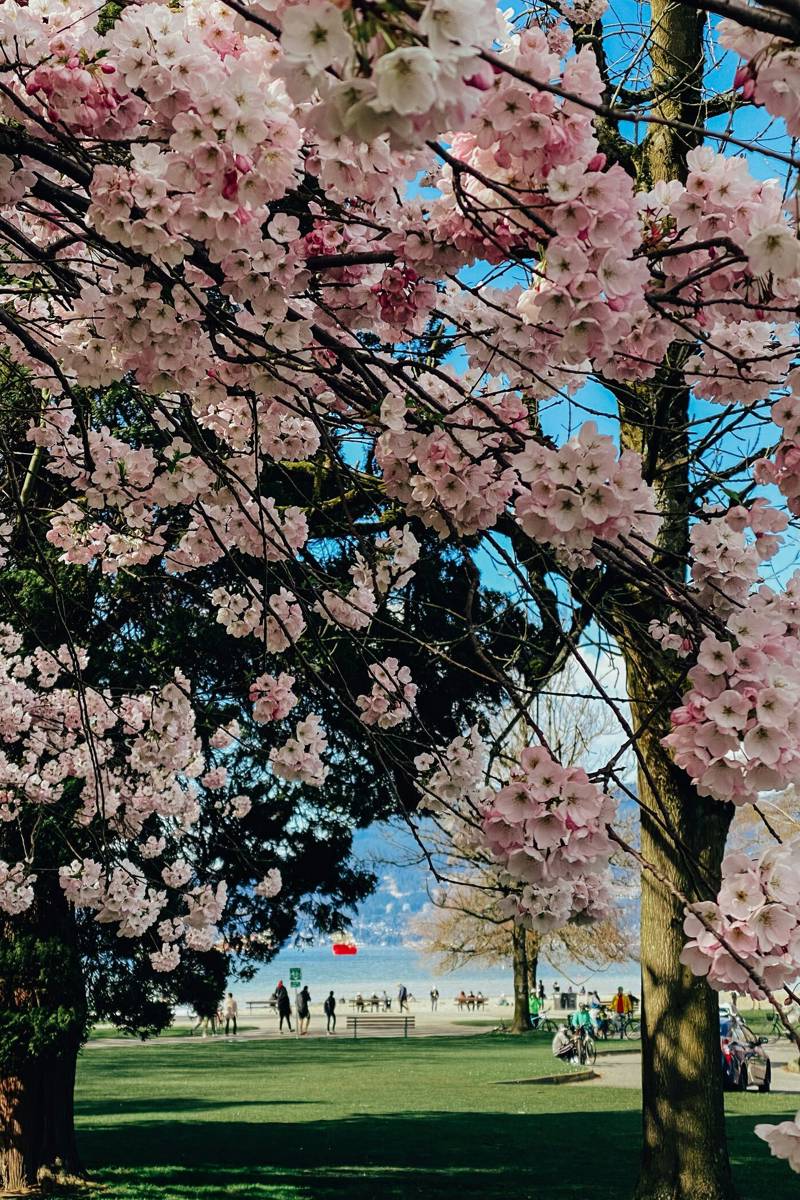Cherry blossom season in Vancouver