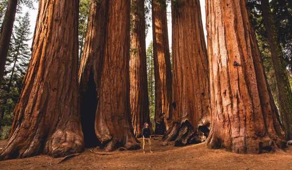 Sequoia National Park