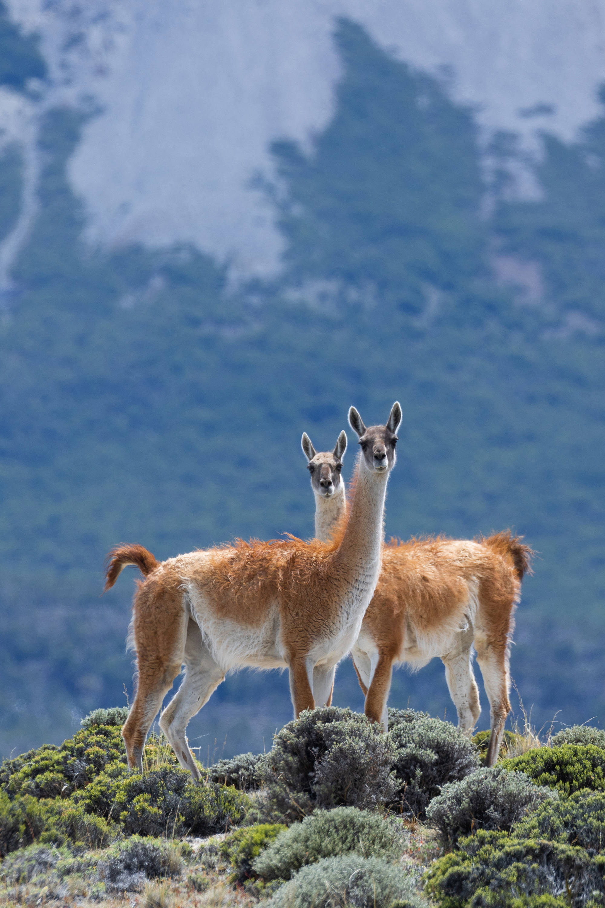 guanacos i deras naturliga miljö i Patagonien