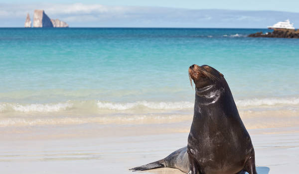 Ecuador Galapagos Sea Lion Kicker Rock