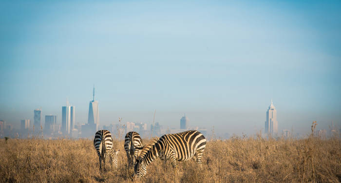 zebror i Nairobi