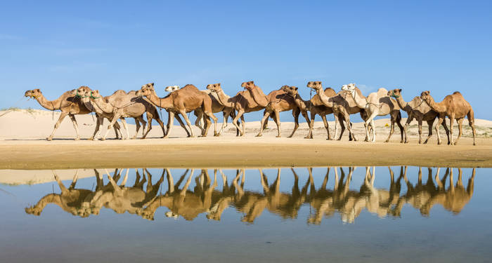 Port Stephens Camels Australia