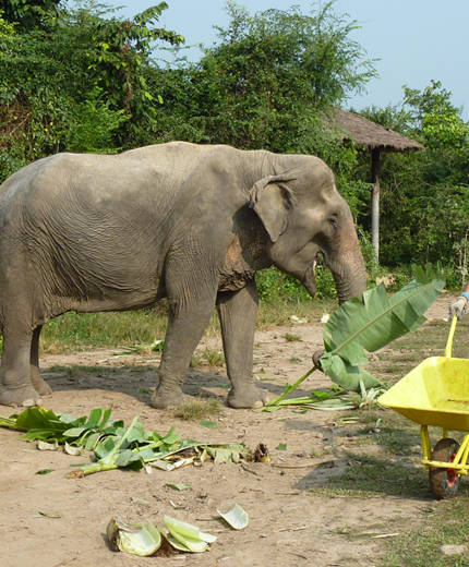 Volontärarbete i Thailand med KILROY