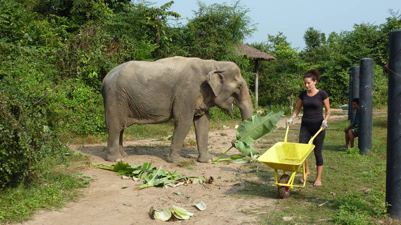 tjej som volontärarbetar med elefanter i thailand under sitt gap year