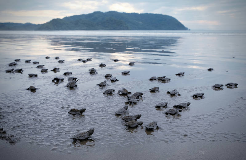 Volunteering Turtles