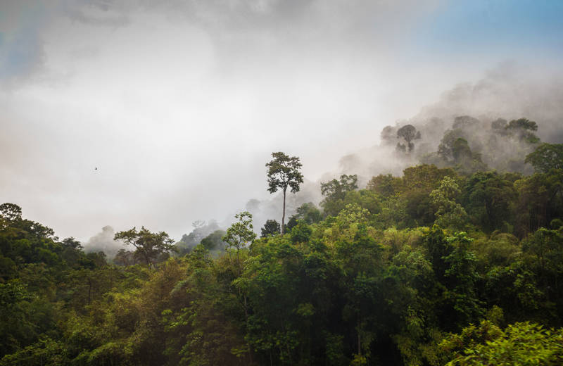 Taman Negara national park in Malaysia in the fog