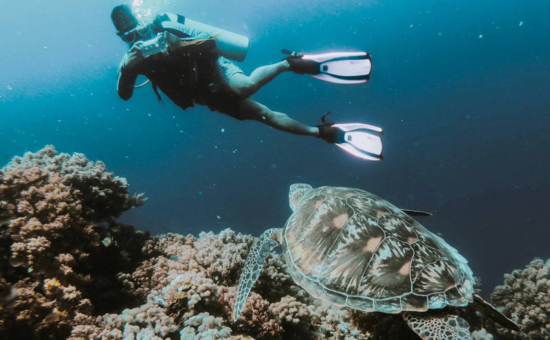 Scuba diver with a sea turtle in the ocean in in the Philippines