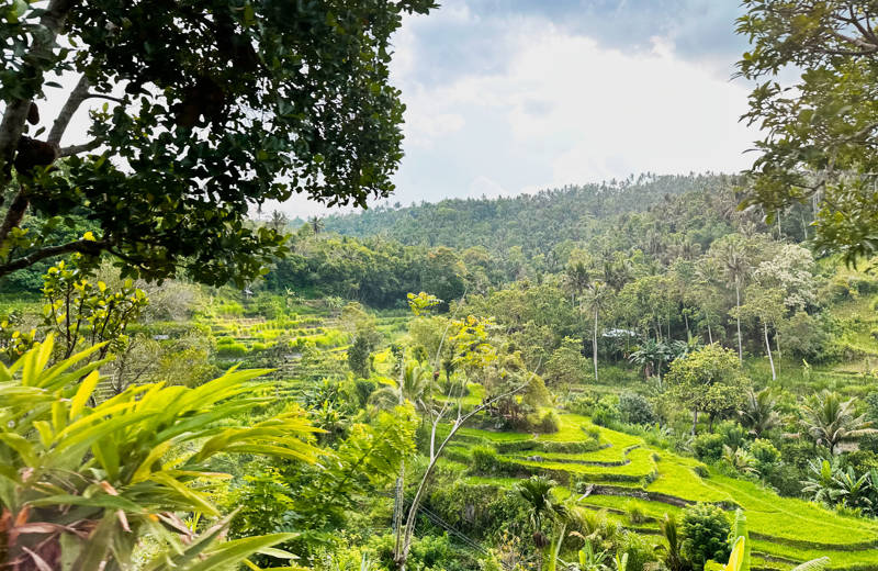 Bright green rice field terraces on Bali, Indonesia