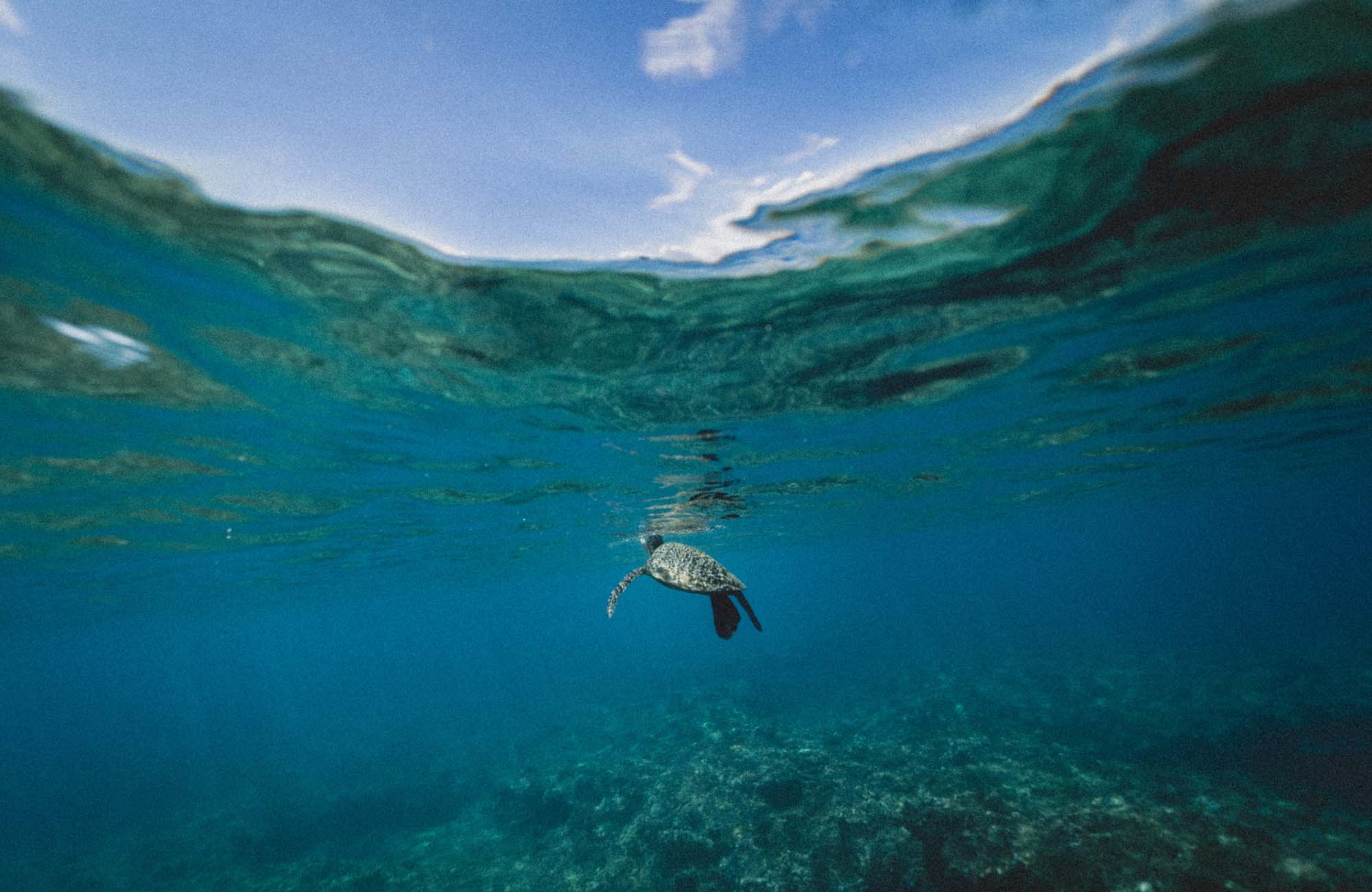 bali-indonesia-turtle-ocean-cover