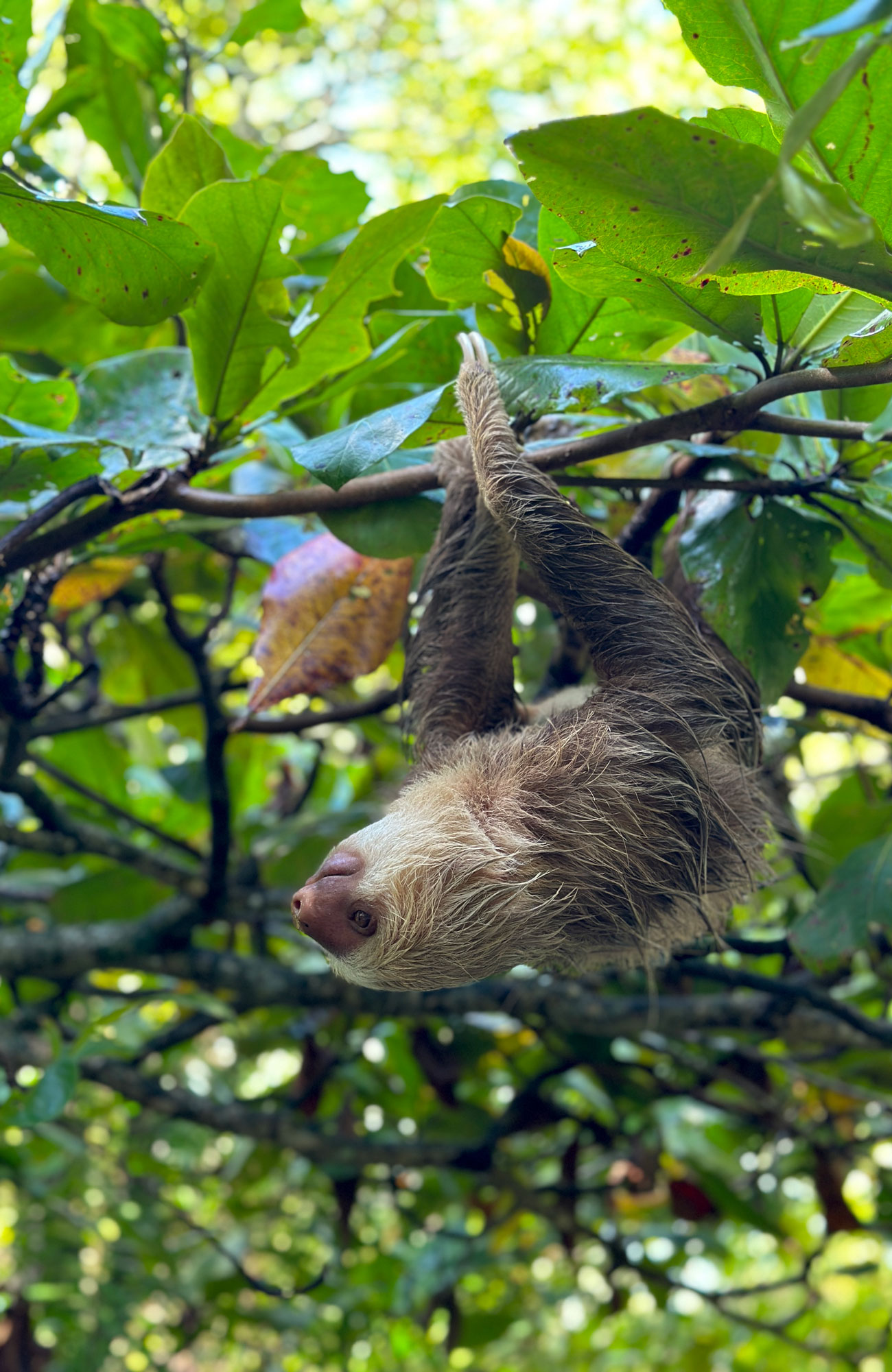 Wildlife Central America