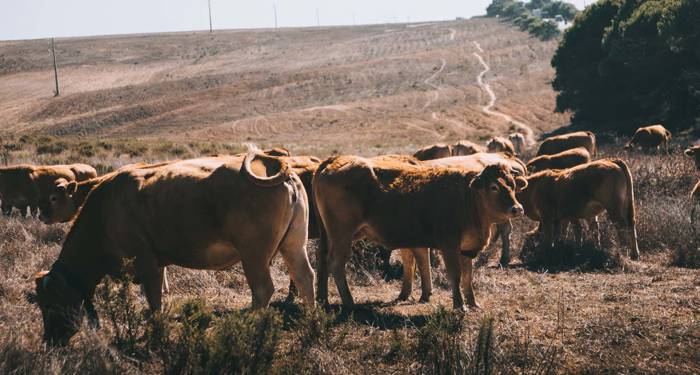 Picture of cows grazing in Portugal