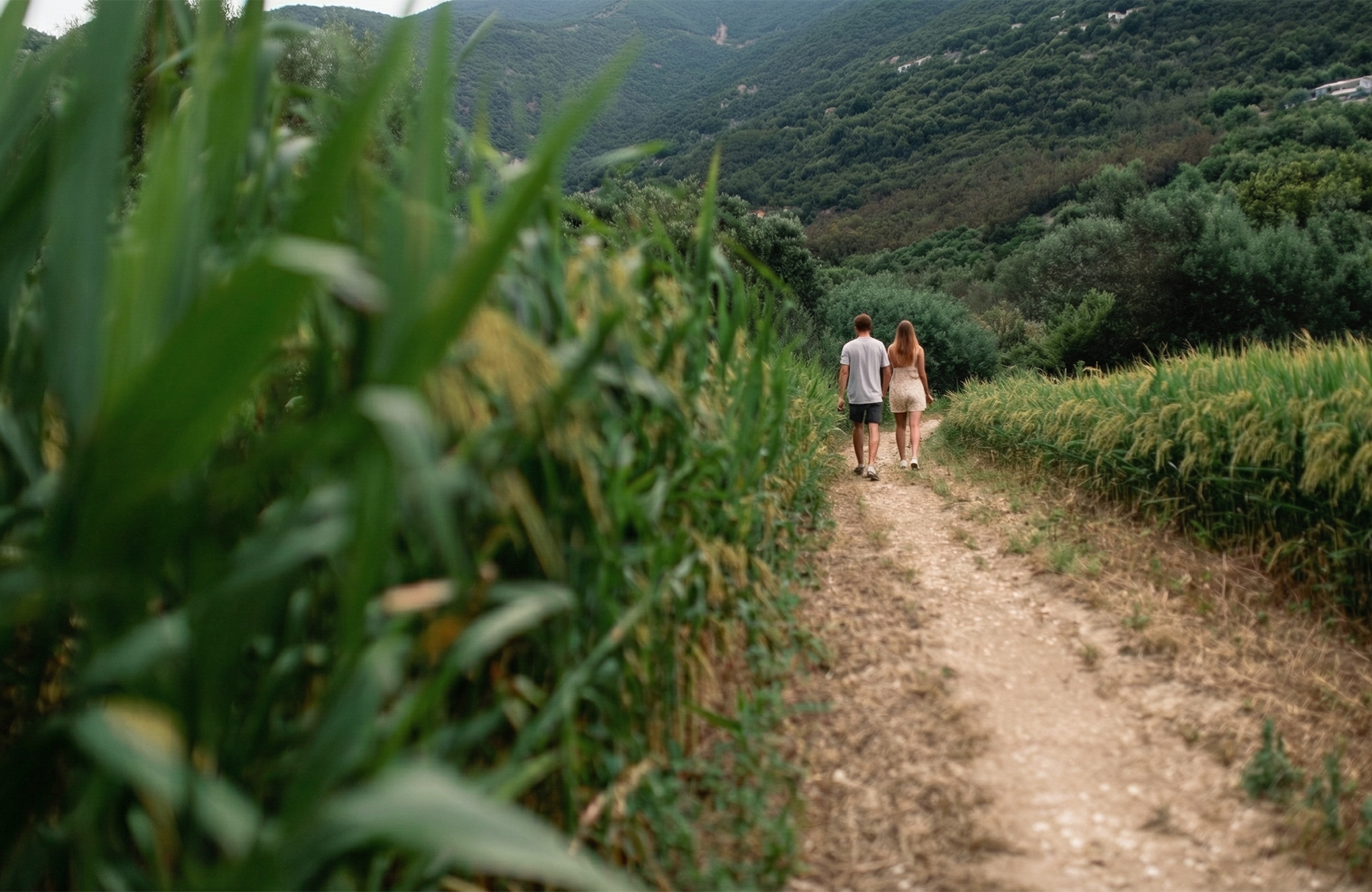 DT613 (Indonesia) Rice Fields Sidebar