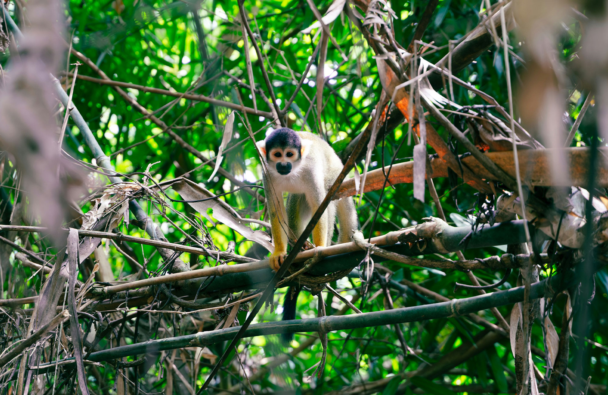 Vandra till Machu Picchu | machu picchu vandring med KILROY