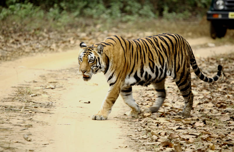 Tiger Crossing A Dirt Road In Kanha National Park, India