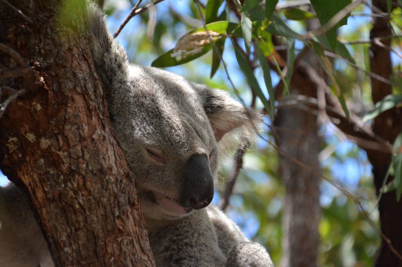 8 häftiga saker att göra i North Queensland, Australien - Magnetic Island