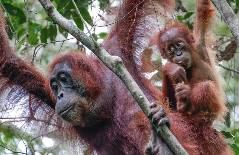 Mother orangutan and her kid hanging in a tree in the jungle of Sumatra, Indonesia