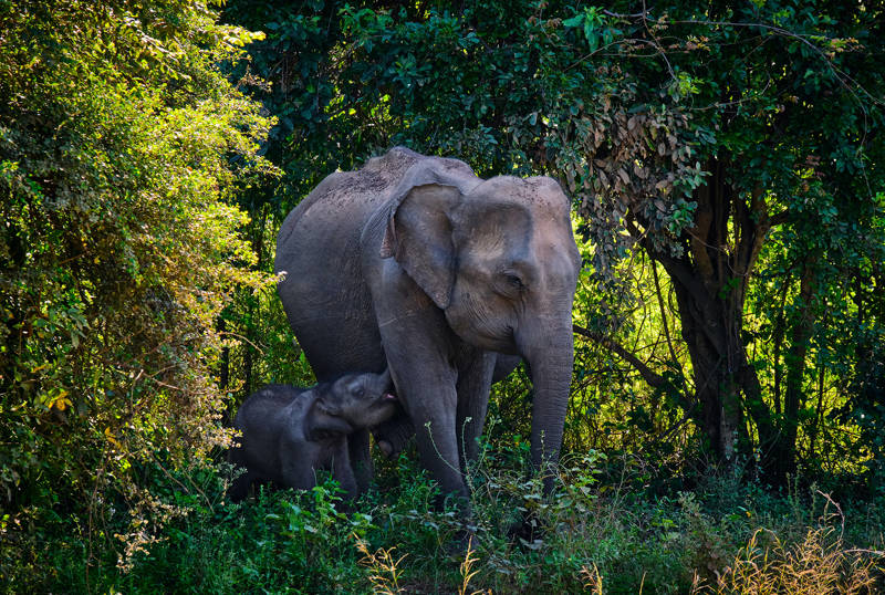 Sri Lanka Udawalawe Reservoir Elephants