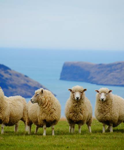 Hav och gröna landskap i Wellington