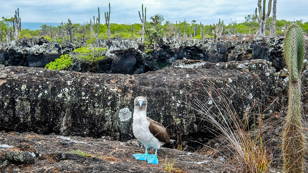 gpsboobie_1280x720_for_navi_web