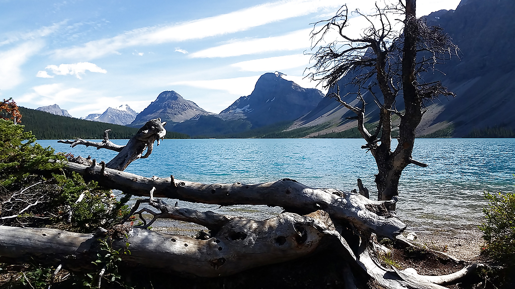 bow-lake-shore-logs_1280x720_for_navi_web