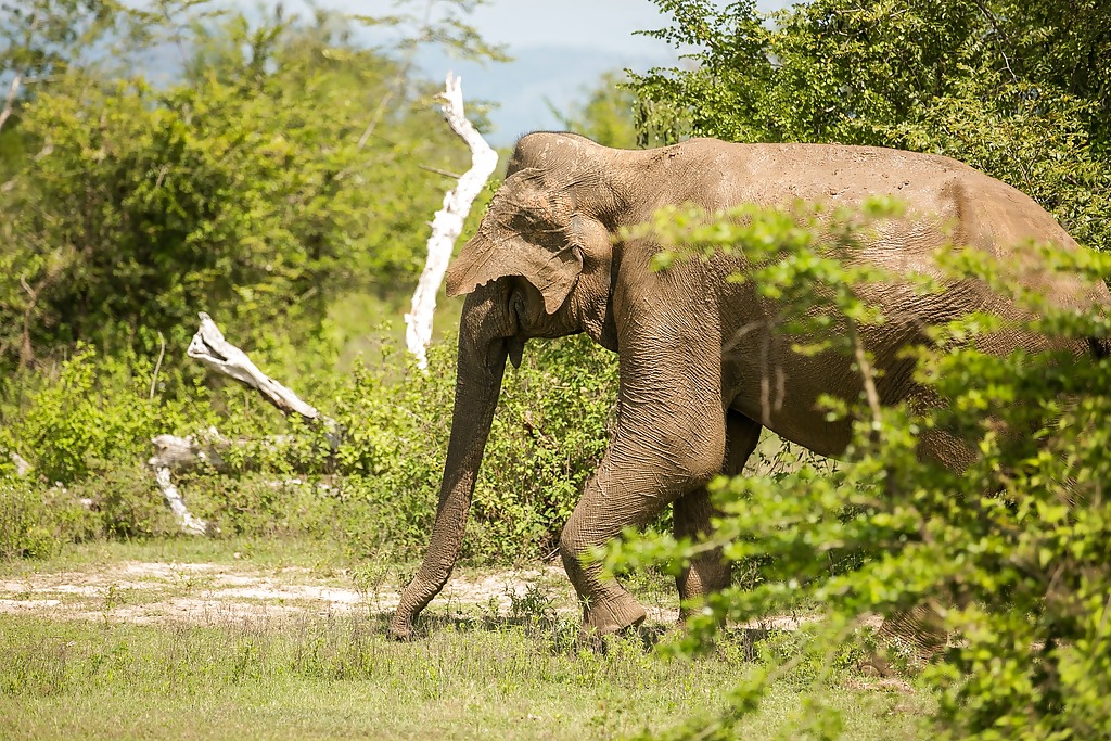 colombo-to-southwestern-coast-explorer-1