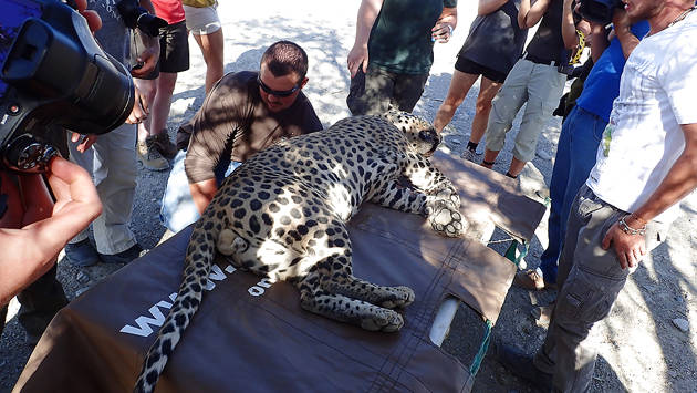 save-leopard_collaring_at_neuras_with_volunteers_2_1280x720