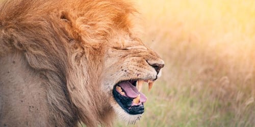 8cec0c89ac72b17d64293daf9d1626c0