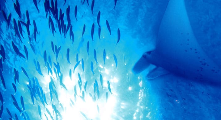 1_Fiji_Yasawas_Mantaray_Island-1