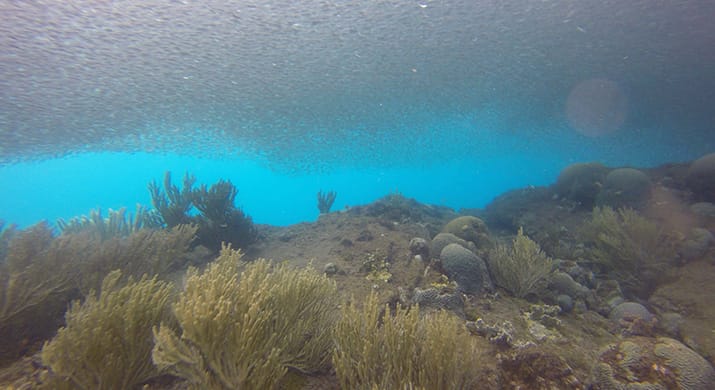 1_bv-product-web-gallery-colombia_0002s_0000s_0018_Diving-027