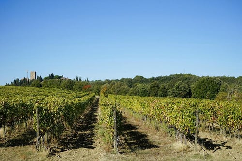 1868-vineyard_in_frascati