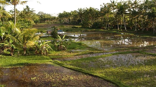 ubud--2_1280x720