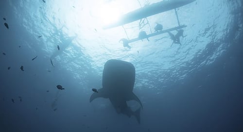 1_bv-product-xml-pix-4